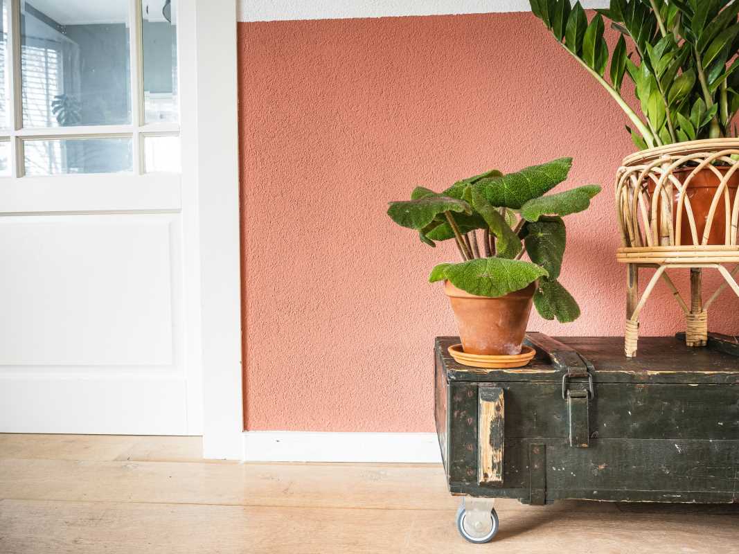 Low-Maintenance Houseplants for Beginners